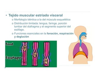 • Tejido muscular estriado visceral
o Morfología idéntica a la del músculo esquelético
o Distribución limitada: lengua, faringe, porción
lumbar del diafragma y el segmento superior del
esófago.
o Funciones esenciales en la fonación, respiración
y deglución
 