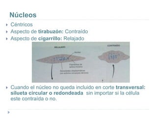 Núcleos
 Céntricos
 Aspecto de tirabuzón: Contraído
 Aspecto de cigarrillo: Relajado
 Cuando el núcleo no queda incluido en corte transversal:
silueta circular o redondeada sin importar si la célula
este contraída o no.
 