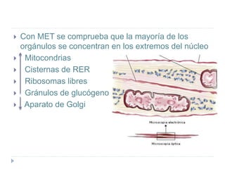  Con MET se comprueba que la mayoría de los
orgánulos se concentran en los extremos del núcleo
 Mitocondrias
 Cisternas de RER
 Ribosomas libres
 Gránulos de glucógeno
 Aparato de Golgi
 