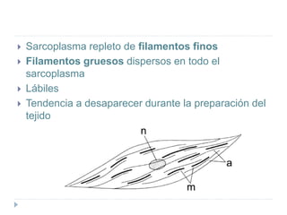  Sarcoplasma repleto de filamentos finos
 Filamentos gruesos dispersos en todo el
sarcoplasma
 Lábiles
 Tendencia a desaparecer durante la preparación del
tejido
 