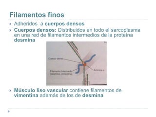 Filamentos finos
 Adheridos a cuerpos densos
 Cuerpos densos: Distribuidos en todo el sarcoplasma
en una red de filamentos intermedios de la proteína
desmina
 Músculo liso vascular contiene filamentos de
vimentina además de los de desmina
 