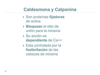 Caldesmona y Calponina
 Son proteínas fijadoras
de actina
 Bloquean el sitio de
unión para la miosina
 Su acción es
dependiente de Ca++
 Esta controlada por la
fosforilación de las
cabezas de miosina
 