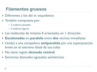Filamentos gruesos
 Diferentes a los del m. esqueletico
 También compuesta por:
 2 cadenas pesadas
 4 cadenas ligeras
 Las moléculas de miosina II orientadas en 1 dirección
 Escalonadas en paralelo entre dos vecinas inmediatas
 Unidas a una compañera antiparalela por una superposición
breve en el extremo distal de sus colas
 No tiene región desnuda central
 Extremos desnudos aguzados asimétricos
 