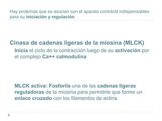 Hay proteínas que se asocian con el aparato contráctil indispensables
para su iniciación y regulación
Cinasa de cadenas ligeras de la miosina (MLCK)
Inicia el ciclo de la contracción luego de su activación por
el complejo Ca++ calmodulina
MLCK activa: Fosforila una de las cadenas ligeras
reguladoras de la miosina para permitirle que forme un
enlace cruzado con los filamentos de actina
 