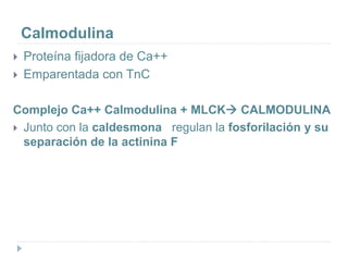 Calmodulina
 Proteína fijadora de Ca++
 Emparentada con TnC
Complejo Ca++ Calmodulina + MLCK CALMODULINA
 Junto con la caldesmona regulan la fosforilación y su
separación de la actinina F
 