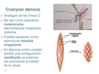 Cuerpos densos
 Análogos de las líneas Z
 Se ven como pequeños
corpúsculos
electrodensos irregulares
aislados
 Pueden aparecer como
estructuras lineales
irregulares
 En algunos cortes pueden
exhibir una configuración
ramificada se extiende
del sarcolema al interior
de la célula
 