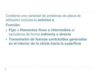 Contiene una variedad de proteínas de placa de
adhesión incluida la actinina α
Función:
 Fijar a filamentos finos e intermedios al
sarcolema de forma indirecta o directa
 Transmisión de fuerzas contráctiles generadas
en el interior de la célula hacia la superficie
 