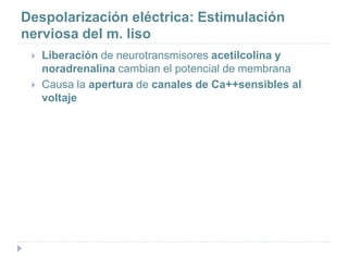 Despolarización eléctrica: Estimulación
nerviosa del m. liso
 Liberación de neurotransmisores acetilcolina y
noradrenalina cambian el potencial de membrana
 Causa la apertura de canales de Ca++sensibles al
voltaje
 