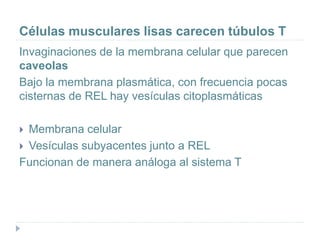Células musculares lisas carecen túbulos T
Invaginaciones de la membrana celular que parecen
caveolas
Bajo la membrana plasmática, con frecuencia pocas
cisternas de REL hay vesículas citoplasmáticas
 Membrana celular
 Vesículas subyacentes junto a REL
Funcionan de manera análoga al sistema T
 