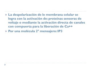  La despolarización de le membrana celular se
logra con la activación de: proteínas sensoras de
voltaje o mediante la activación directa de canales
con compuerta para la liberación de Ca++
 Por una molécula 2° mensajero: IP3
 