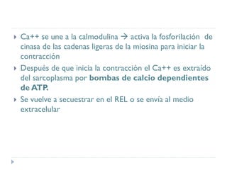  Ca++ se une a la calmodulina  activa la fosforilación de
cinasa de las cadenas ligeras de la miosina para iniciar la
contracción
 Después de que inicia la contracción el Ca++ es extraído
del sarcoplasma por bombas de calcio dependientes
de ATP.
 Se vuelve a secuestrar en el REL o se envía al medio
extracelular
 