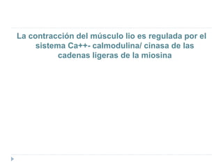 La contracción del músculo lio es regulada por el
sistema Ca++- calmodulina/ cinasa de las
cadenas ligeras de la miosina
 