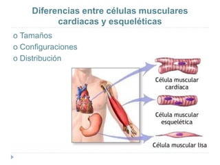 Diferencias entre células musculares
cardiacas y esqueléticas
o Tamaños
o Configuraciones
o Distribución
 