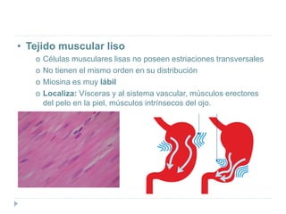 • Tejido muscular liso
o Células musculares lisas no poseen estriaciones transversales
o No tienen el mismo orden en su distribución
o Miosina es muy lábil
o Localiza: Vísceras y al sistema vascular, músculos erectores
del pelo en la piel, músculos intrínsecos del ojo.
 