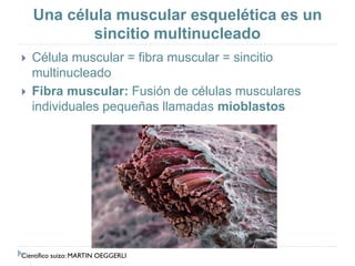 Una célula muscular esquelética es un
sincitio multinucleado
 Célula muscular = fibra muscular = sincitio
multinucleado
 Fibra muscular: Fusión de células musculares
individuales pequeñas llamadas mioblastos
Científico suizo: MARTIN OEGGERLI
 