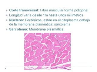  Corte transversal: Fibra muscular forma poligonal
 Longitud varía desde 1m hasta unos milímetros
 Núcleos: Periféricos, están en el citoplasma debajo
de la membrana plasmática: sarcolema
 Sarcolema: Membrana plasmática
 