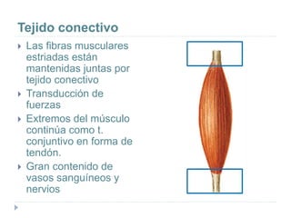 Tejido conectivo
 Las fibras musculares
estriadas están
mantenidas juntas por
tejido conectivo
 Transducción de
fuerzas
 Extremos del músculo
continúa como t.
conjuntivo en forma de
tendón.
 Gran contenido de
vasos sanguíneos y
nervios
 