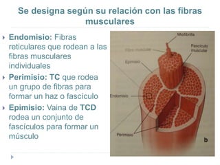 Se designa según su relación con las fibras
musculares
 Endomisio: Fibras
reticulares que rodean a las
fibras musculares
individuales
 Perimisio: TC que rodea
un grupo de fibras para
formar un haz o fascículo
 Epimisio: Vaina de TCD
rodea un conjunto de
fascículos para formar un
músculo
 