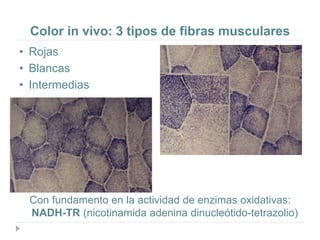 Color in vivo: 3 tipos de fibras musculares
• Rojas
• Blancas
• Intermedias
Con fundamento en la actividad de enzimas oxidativas:
NADH-TR (nicotinamida adenina dinucleótido-tetrazolio)
 