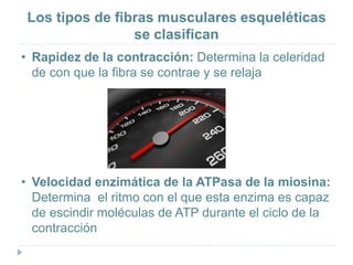 Los tipos de fibras musculares esqueléticas
se clasifican
• Rapidez de la contracción: Determina la celeridad
de con que la fibra se contrae y se relaja
• Velocidad enzimática de la ATPasa de la miosina:
Determina el ritmo con el que esta enzima es capaz
de escindir moléculas de ATP durante el ciclo de la
contracción
 