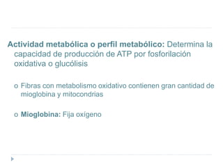Actividad metabólica o perfil metabólico: Determina la
capacidad de producción de ATP por fosforilación
oxidativa o glucólisis
o Fibras con metabolismo oxidativo contienen gran cantidad de
mioglobina y mitocondrias
o Mioglobina: Fija oxígeno
 