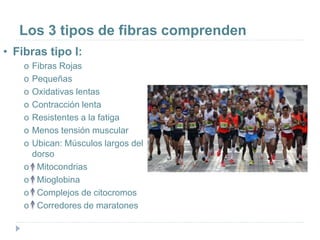 Los 3 tipos de fibras comprenden
• Fibras tipo I:
o Fibras Rojas
o Pequeñas
o Oxidativas lentas
o Contracción lenta
o Resistentes a la fatiga
o Menos tensión muscular
o Ubican: Músculos largos del
dorso
o Mitocondrias
o Mioglobina
o Complejos de citocromos
o Corredores de maratones
 