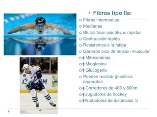 • Fibras tipo IIa:
o Fibras intermedias
o Medianas
o Glucolíticas oxidativas rápidas
o Contracción rápida
o Resistentes a la fatiga
o Generan pico de tensión muscular
o Mitocondrias
o Mioglobina
o Glucógeno
o Pueden realizar glucólisis
anaerobia
o Corredores de 400 y 800m
o Jugadores de hockey
o Nadadores de distancias ½
 