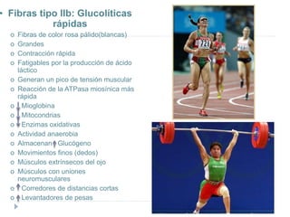 • Fibras tipo IIb: Glucolíticas
rápidas
o Fibras de color rosa pálido(blancas)
o Grandes
o Contracción rápida
o Fatigables por la producción de ácido
láctico
o Generan un pico de tensión muscular
o Reacción de la ATPasa miosínica más
rápida
o Mioglobina
o Mitocondrias
o Enzimas oxidativas
o Actividad anaerobia
o Almacenan Glucógeno
o Movimientos finos (dedos)
o Músculos extrínsecos del ojo
o Músculos con uniones
neuromusculares
o Corredores de distancias cortas
o Levantadores de pesas
 