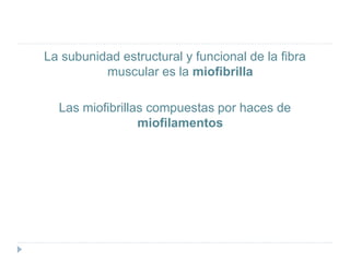La subunidad estructural y funcional de la fibra
muscular es la miofibrilla
Las miofibrillas compuestas por haces de
miofilamentos
 