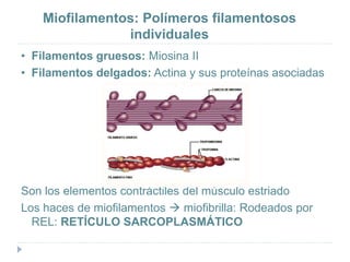 Miofilamentos: Polímeros filamentosos
individuales
• Filamentos gruesos: Miosina II
• Filamentos delgados: Actina y sus proteínas asociadas
Son los elementos contráctiles del músculo estriado
Los haces de miofilamentos  miofibrilla: Rodeados por
REL: RETÍCULO SARCOPLASMÁTICO
 