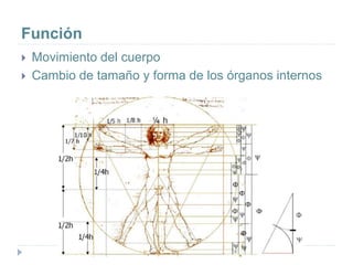 Función
 Movimiento del cuerpo
 Cambio de tamaño y forma de los órganos internos
 