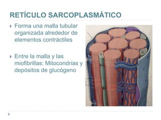 RETÍCULO SARCOPLASMÁTICO
 Forma una malla tubular
organizada alrededor de
elementos contráctiles
 Entre la malla y las
miofibrillas: Mitocondrias y
depósitos de glucógeno
 