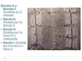 Bandas A y
Bandas I:
Divididas en 2
mitades
 Banda A:
Dividida por la
Banda H
 Banda H:
Dividida por la
línea M o
mesografa
 Banda I: Dividida
por la línea Z o
disco Z
 