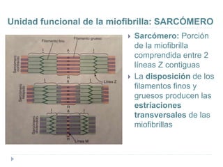 Unidad funcional de la miofibrilla: SARCÓMERO
 Sarcómero: Porción
de la miofibrilla
comprendida entre 2
líneas Z contiguas
 La disposición de los
filamentos finos y
gruesos producen las
estriaciones
transversales de las
miofibrillas
 