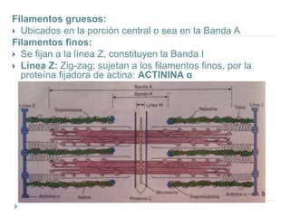 Filamentos gruesos:
 Ubicados en la porción central o sea en la Banda A
Filamentos finos:
 Se fijan a la línea Z, constituyen la Banda I
 Línea Z: Zig-zag; sujetan a los filamentos finos, por la
proteína fijadora de actina: ACTININA α
 