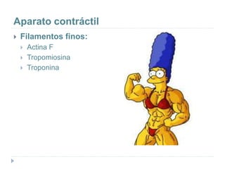 Aparato contráctil
 Filamentos finos:
 Actina F
 Tropomiosina
 Troponina
 