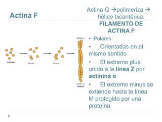 Actina F
Actina G polimeriza 
hélice bicantérica:
FILAMENTO DE
ACTINA F
• Polares
 • Orientadas en el
mismo sentido
 • El extremo plus
unido a la línea Z por
actinina α
 • El extremo minus se
extiende hasta la línea
M protegido por una
proteína
 