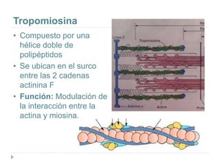 Tropomiosina
• Compuesto por una
hélice doble de
polipéptidos
• Se ubican en el surco
entre las 2 cadenas
actinina F
• Función: Modulación de
la interacción entre la
actina y miosina.
 