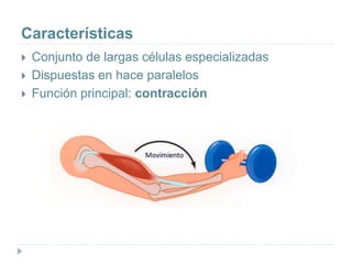 Características
 Conjunto de largas células especializadas
 Dispuestas en hace paralelos
 Función principal: contracción
 