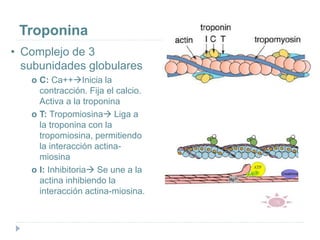 Troponina
• Complejo de 3
subunidades globulares
o C: Ca++Inicia la
contracción. Fija el calcio.
Activa a la troponina
o T: Tropomiosina Liga a
la troponina con la
tropomiosina, permitiendo
la interacción actina-
miosina
o I: Inhibitoria Se une a la
actina inhibiendo la
interacción actina-miosina.
 