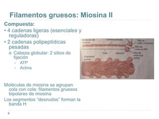 Filamentos gruesos: Miosina II
Compuesta:
• 4 cadenas ligeras (esenciales y
reguladoras)
• 2 cadenas polipeptídicas
pesadas
o Cabeza globular: 2 sitios de
fijación
 ATP
 Actina
Moléculas de miosina se agrupan
cola con cola: filamentos gruesos
bipolares de miosina
Los segmentos “desnudos” forman la
banda H
 
