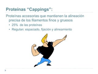 Proteínas “Cappings”:
Proteínas accesorias que mantienen la alineación
precisa de los filamentos finos y gruesos
• 25% de las proteínas
• Regulan: espaciado, fijación y alineamiento
 