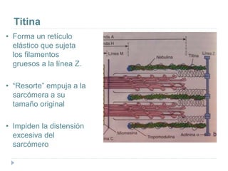 Titina
• Forma un retículo
elástico que sujeta
los filamentos
gruesos a la línea Z.
• “Resorte” empuja a la
sarcómera a su
tamaño original
• Impiden la distensión
excesiva del
sarcómero
 