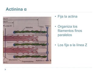 Actinina α
• Fija la actina
• Organiza los
filamentos finos
paralelos
• Los fija a la línea Z
 