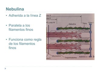Nebulina
• Adherida a la línea Z
• Paralela a los
filamentos finos
• Funciona como regla
de los filamentos
finos
 