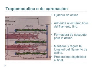 Tropomodulina o de coronación
• Fijadora de actina
• Adherida al extremo libre
del filamento fino
• Formadora de casquete
para la actina
• Mantiene y regula la
longitud del filamento de
actina.
• Proporciona estabilidad
al final.
 