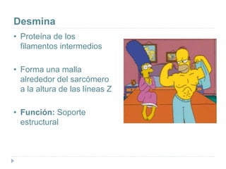 Desmina
• Proteína de los
filamentos intermedios
• Forma una malla
alrededor del sarcómero
a la altura de las líneas Z
• Función: Soporte
estructural
 