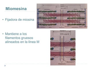 Miomesina
• Fijadora de miosina
• Mantiene a los
filamentos gruesos
alineados en la línea M
 
