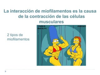 La interacción de miofilamentos es la causa
de la contracción de las células
musculares
2 tipos de
miofilamentos
 