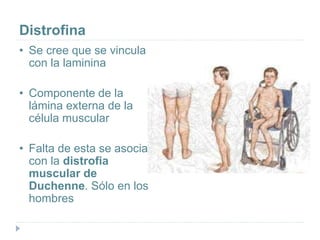 Distrofina
• Se cree que se vincula
con la laminina
• Componente de la
lámina externa de la
célula muscular
• Falta de esta se asocia
con la distrofia
muscular de
Duchenne. Sólo en los
hombres
 